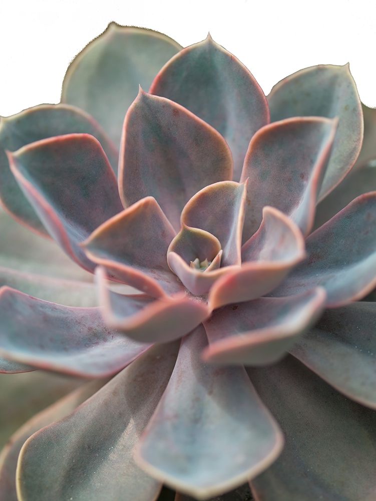 Close-up of Echeveria flower art print by Assaf Frank for $57.95 CAD