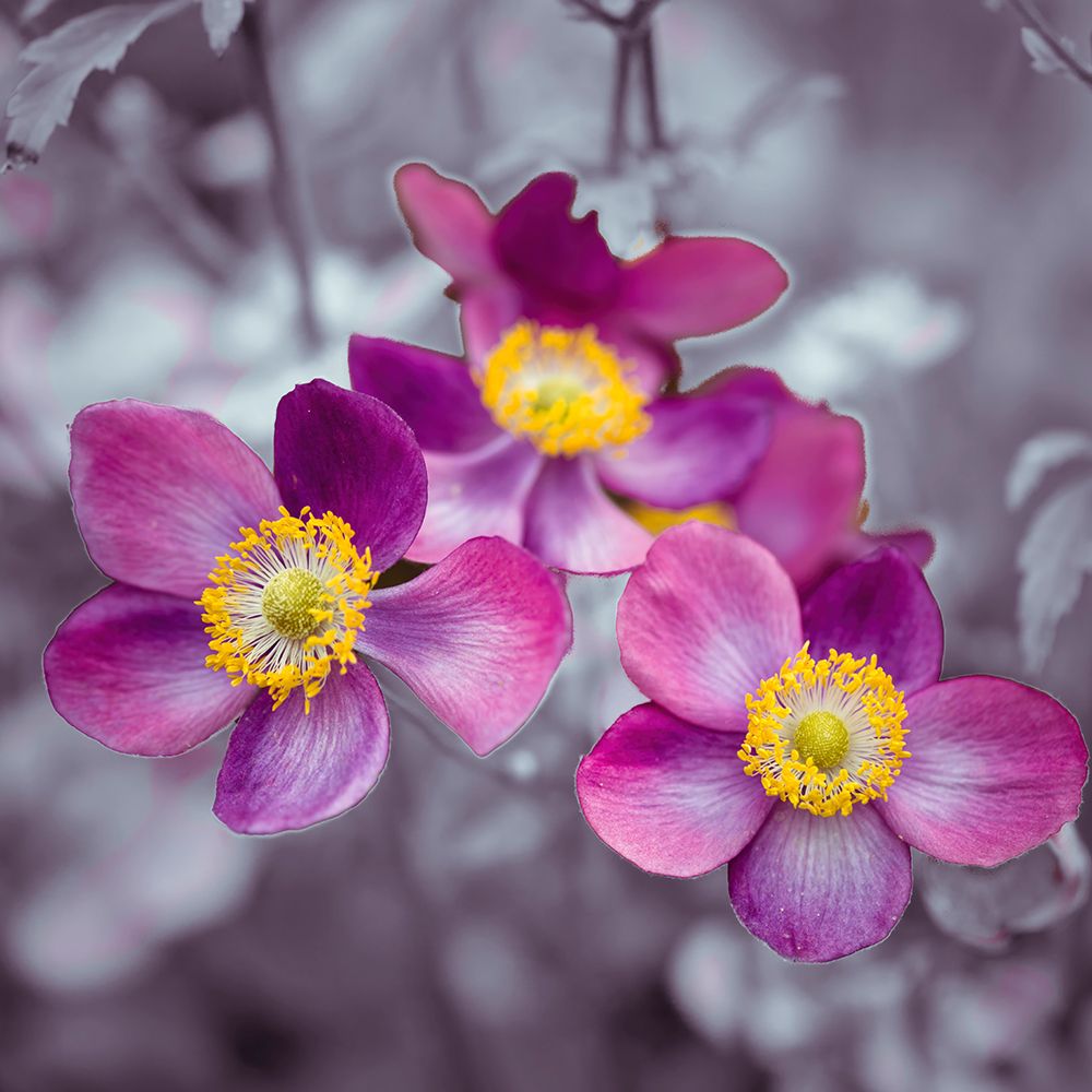 Close-up of Anemone flowers art print by Assaf Frank for $57.95 CAD