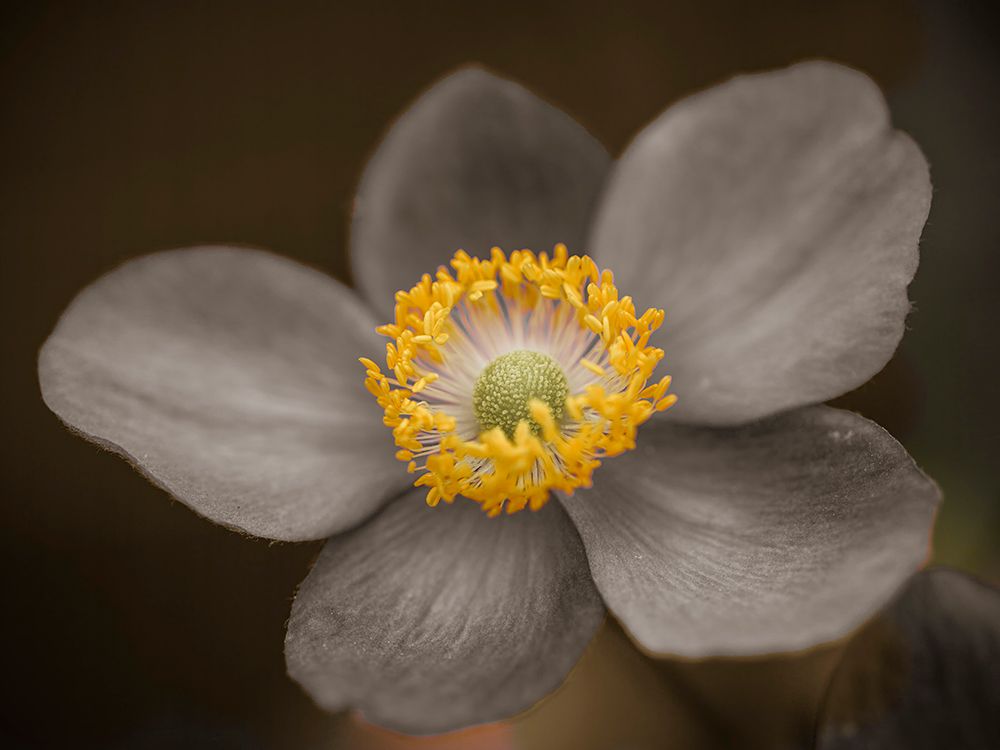 Close-up of Anemone flower art print by Assaf Frank for $57.95 CAD