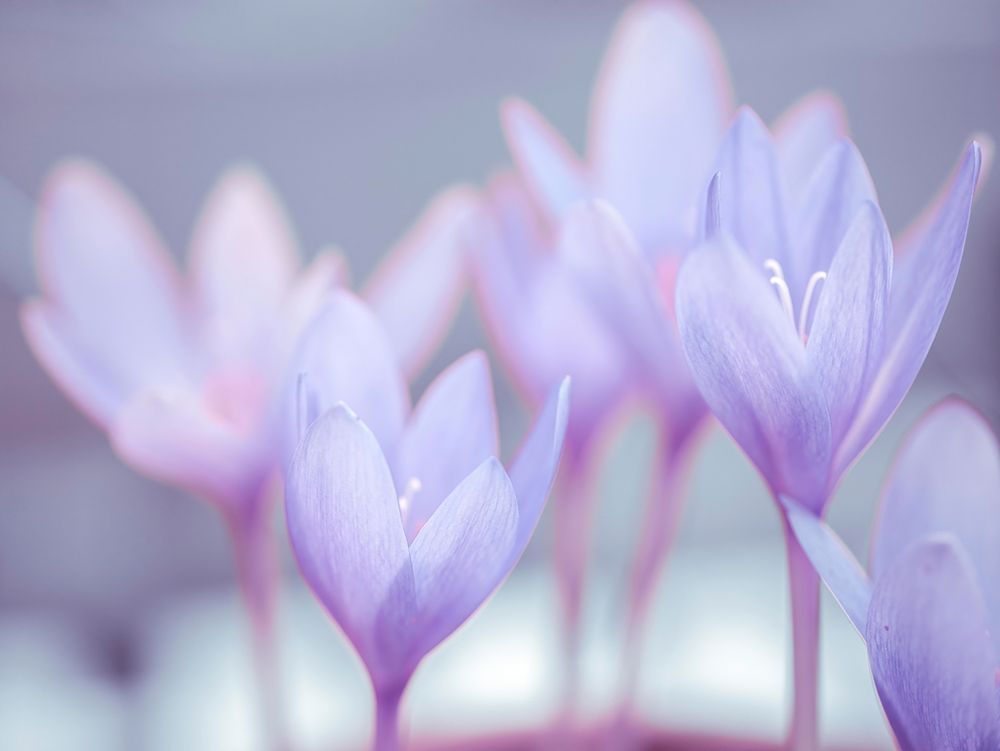 Crocus flowers art print by Assaf Frank for $57.95 CAD