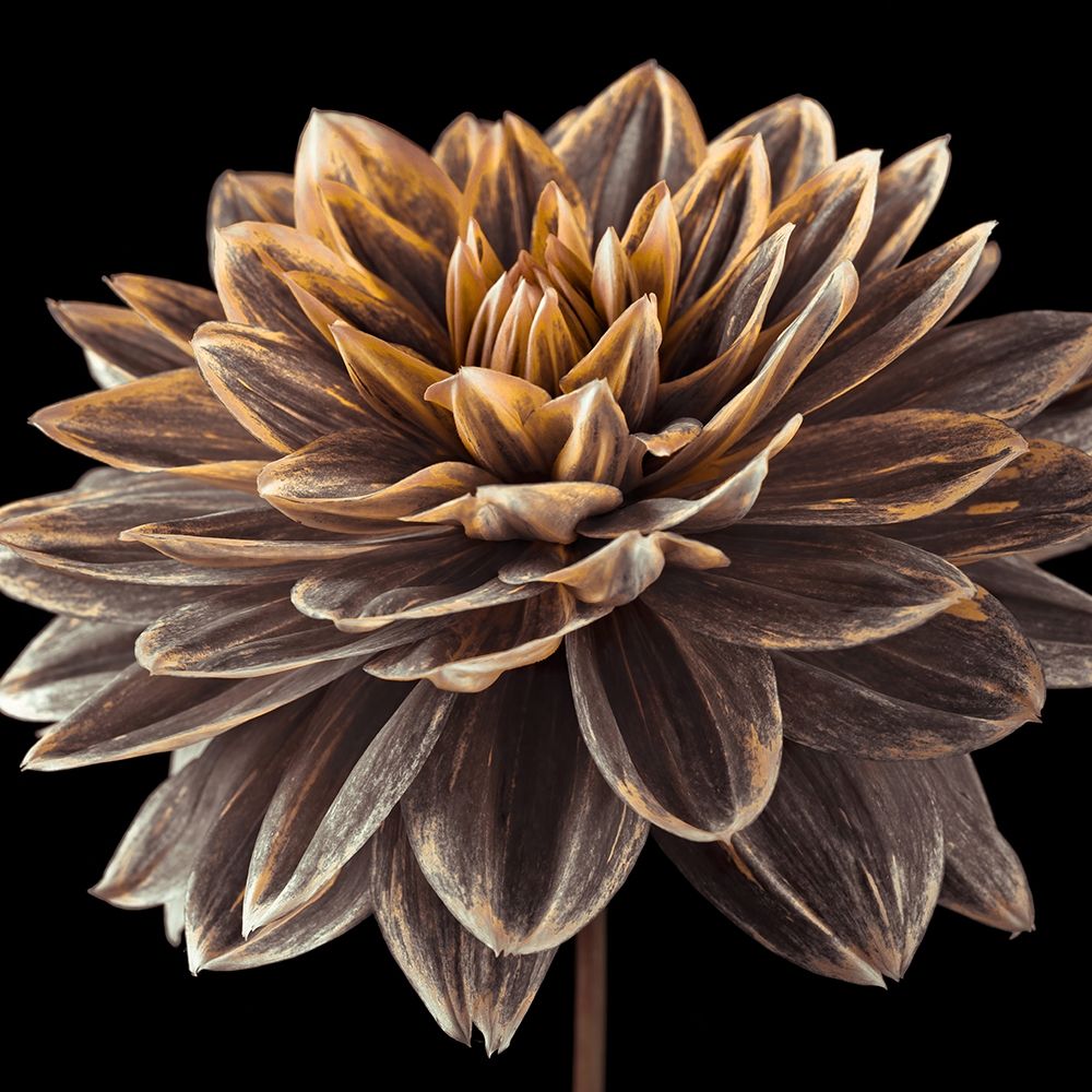 Dahlia flower close-up art print by Assaf Frank for $57.95 CAD