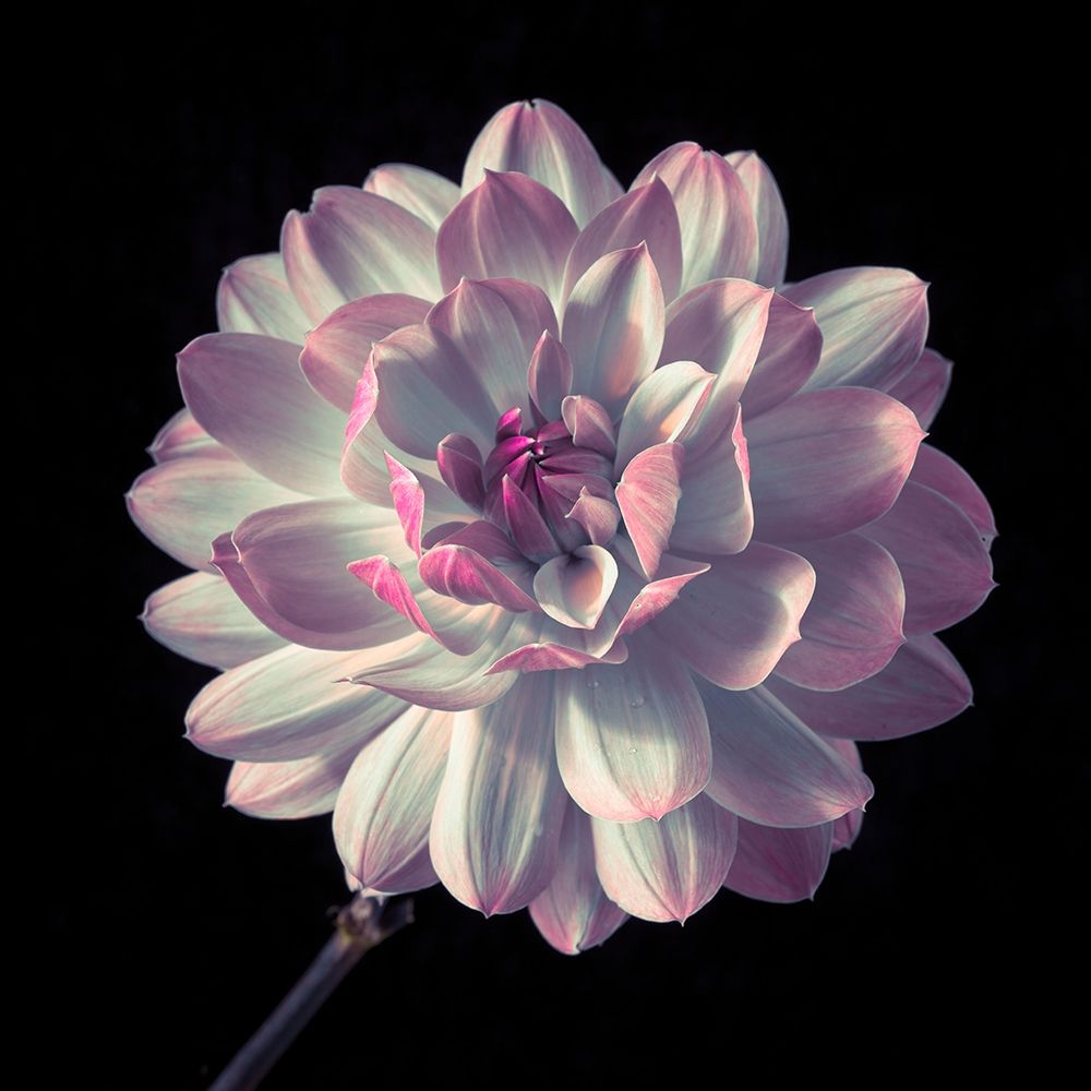 Dahlia flower close-up art print by Assaf Frank for $57.95 CAD
