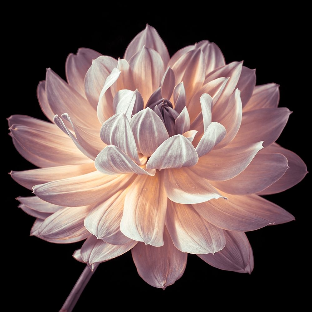 Dahlia flower close-up art print by Assaf Frank for $57.95 CAD