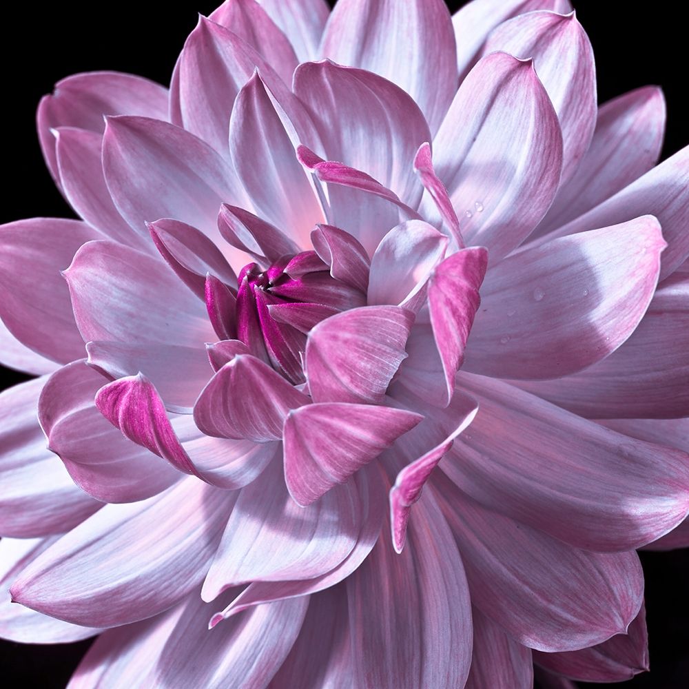 Dahlia flower close-up art print by Assaf Frank for $57.95 CAD