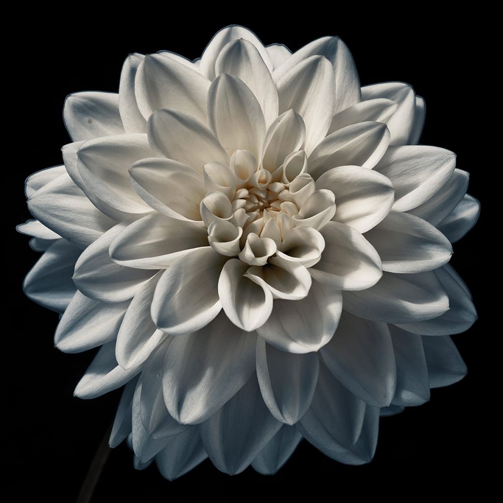 Dahlia flower close-up art print by Assaf Frank for $57.95 CAD