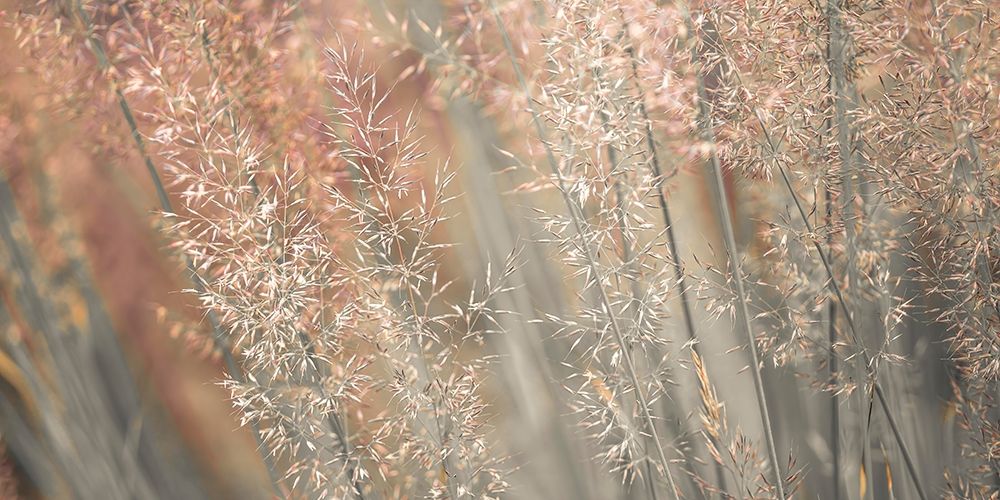 Fountain grass art print by Assaf Frank for $57.95 CAD