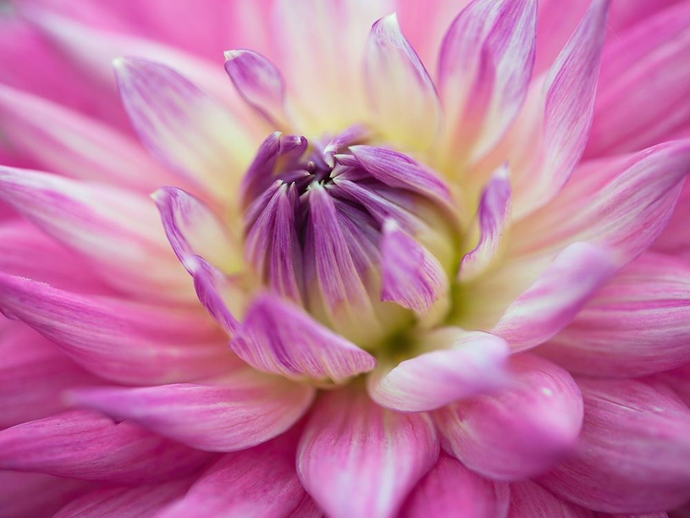 Dahlia flowers art print by Assaf Frank for $57.95 CAD