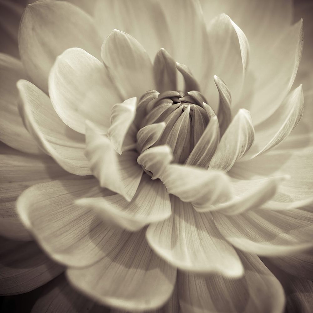 Dahlia Flowers art print by Assaf Frank for $57.95 CAD