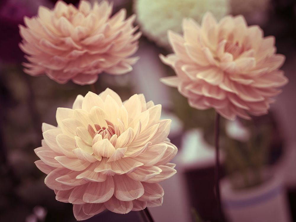 Dahlia Flowers art print by Assaf Frank for $57.95 CAD