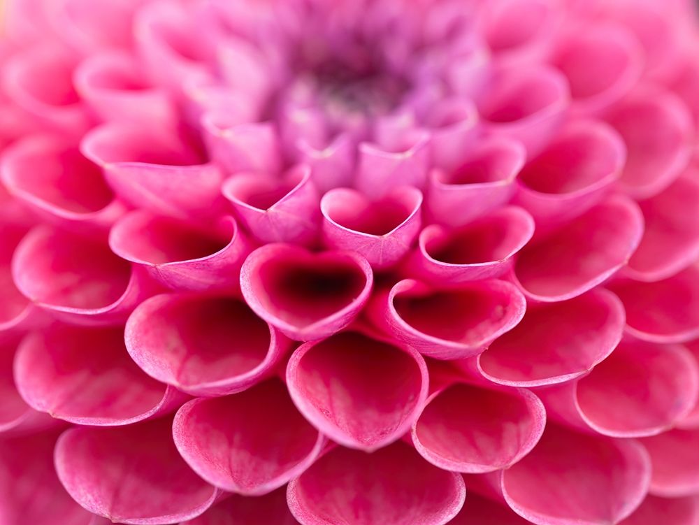 Dahlia Flower art print by Assaf Frank for $57.95 CAD