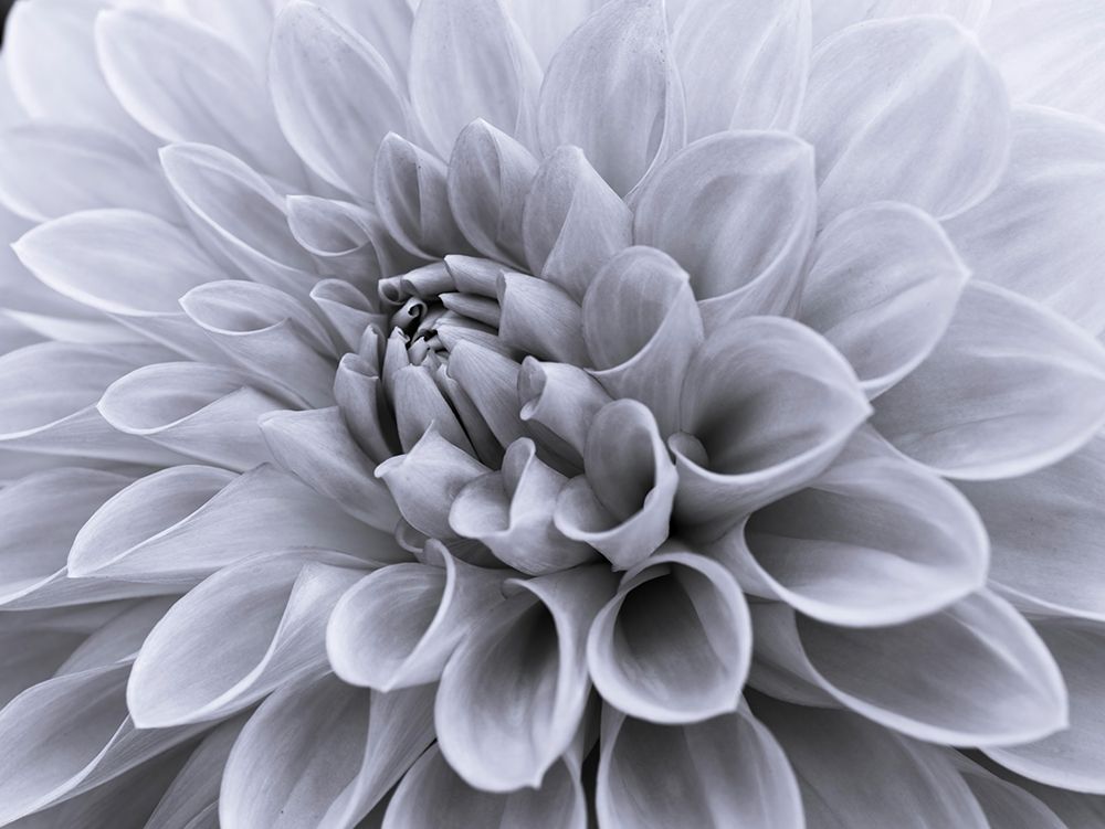 Dahlia flower - Full frame art print by Assaf Frank for $57.95 CAD