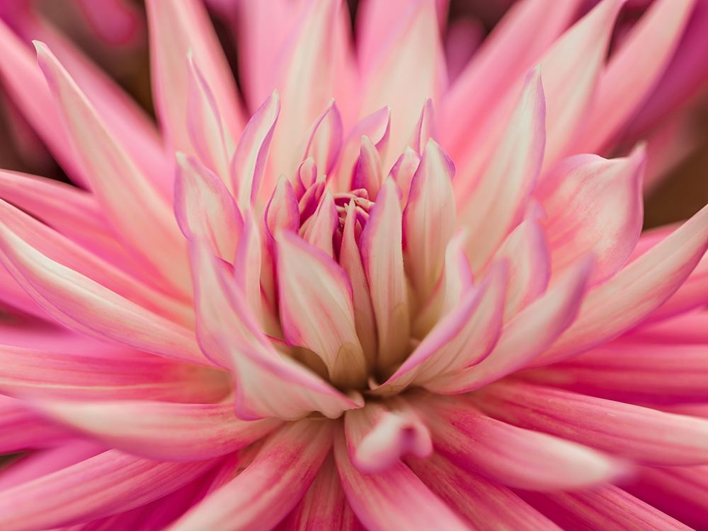 Dahlia Flower art print by Assaf Frank for $57.95 CAD