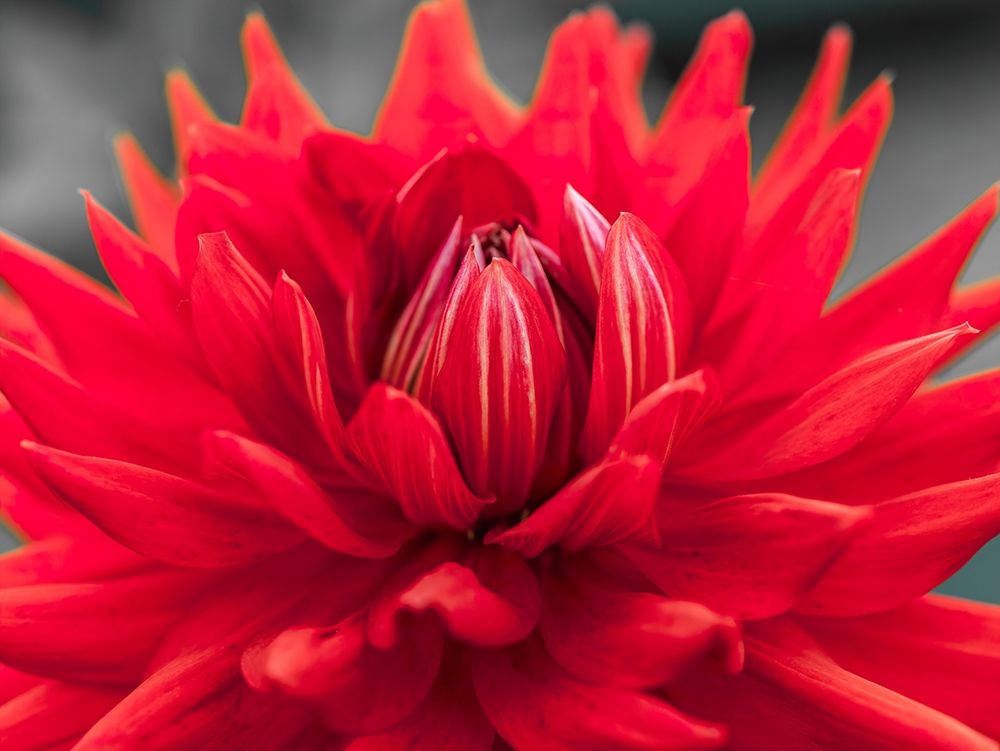 Dahlia Flowers art print by Assaf Frank for $57.95 CAD