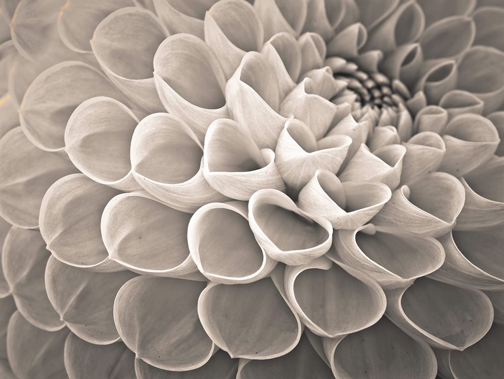 Dahlia Flowers art print by Assaf Frank for $57.95 CAD