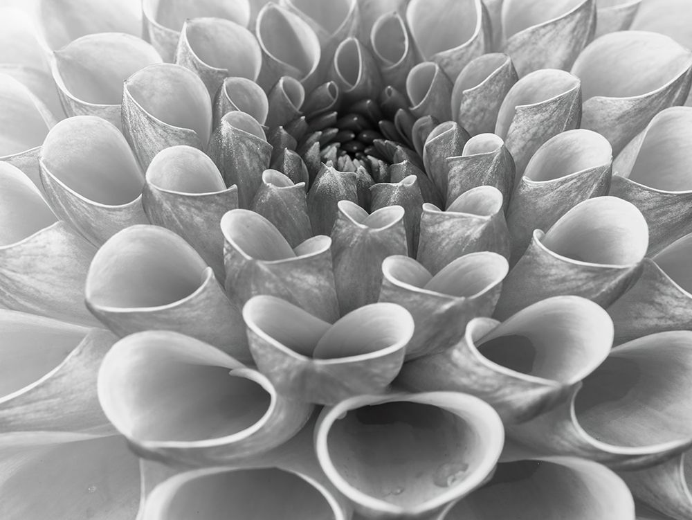 Dahlia Flower art print by Assaf Frank for $57.95 CAD