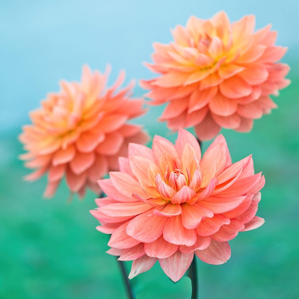 Dahlia Flowers art print by Assaf Frank for $57.95 CAD