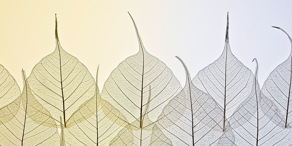 Skeleton leaves on coloured background art print by Assaf Frank for $57.95 CAD