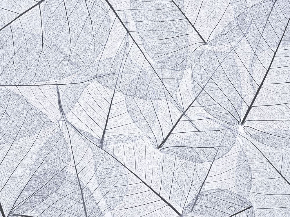 Skeleton leaves art print by Assaf Frank for $57.95 CAD