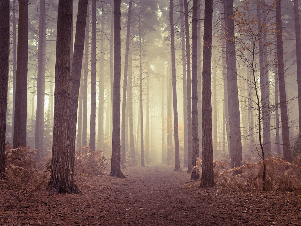 Misty trees art print by Assaf Frank for $57.95 CAD