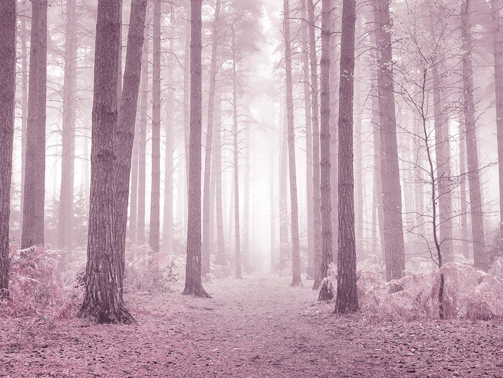 Misty trees in pink art print by Assaf Frank for $57.95 CAD
