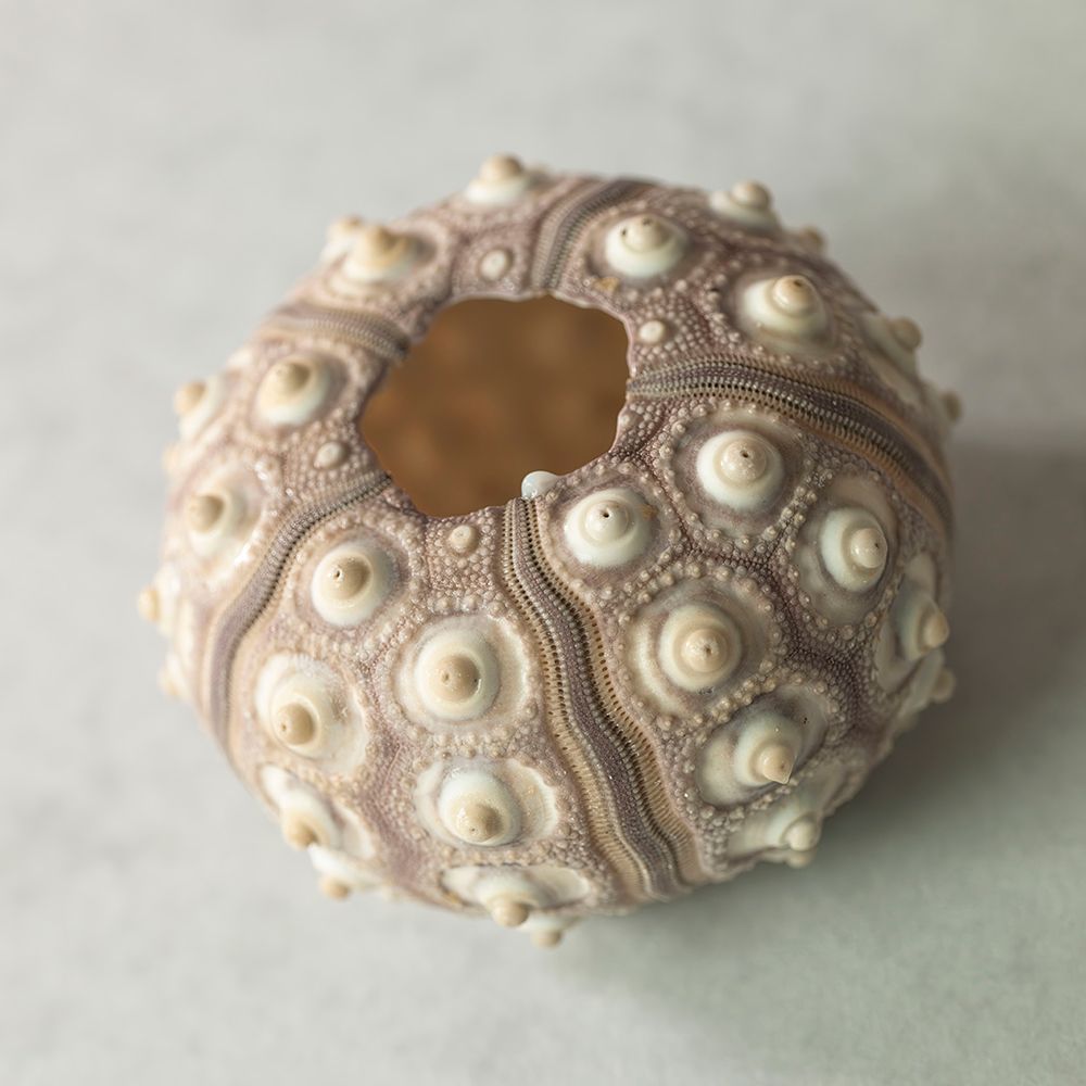 Sea urchin shell art print by Assaf Frank for $57.95 CAD