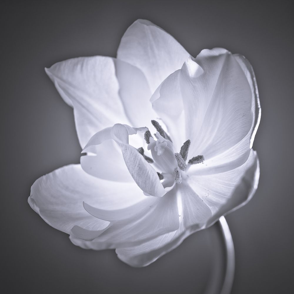 Tulip flower art print by Assaf Frank for $57.95 CAD
