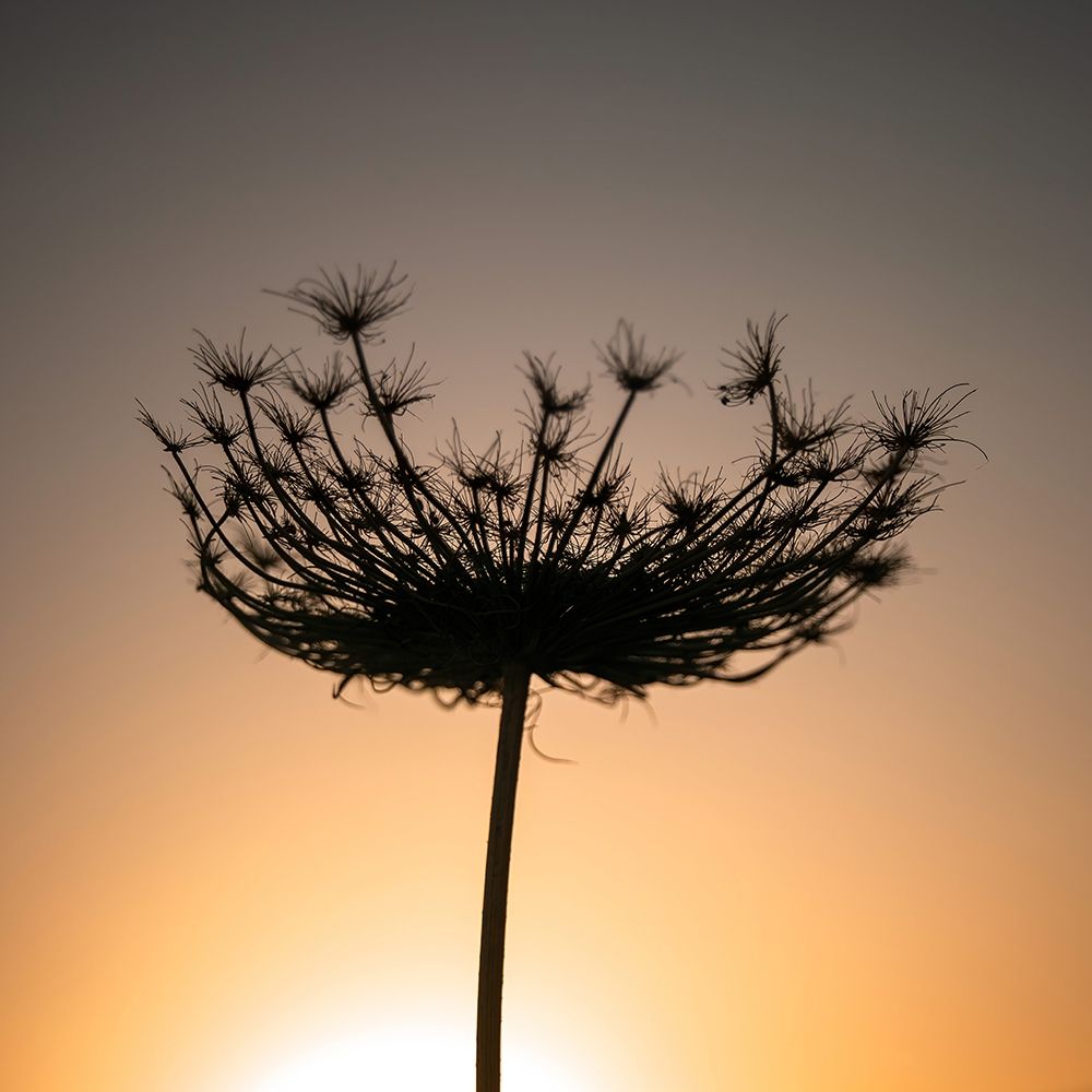 Sillouette of a bishops weed art print by Assaf Frank for $57.95 CAD