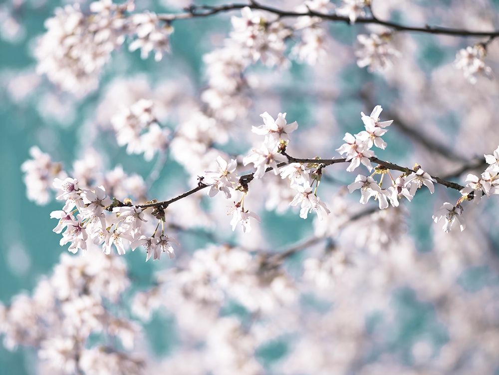 Blossom flowers art print by Assaf Frank for $57.95 CAD