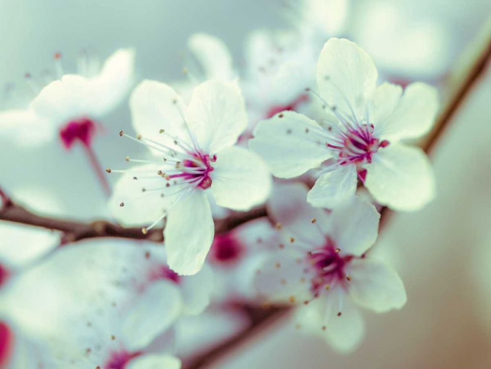Fresh and beautiful Cheery Blossoms art print by Assaf Frank for $57.95 CAD