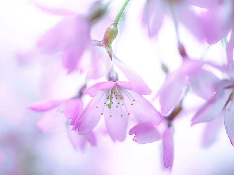 Blossom flowers in springtime art print by Assaf Frank for $57.95 CAD