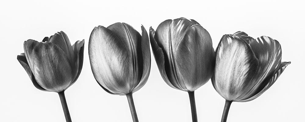 Four tulips, FTBR-1795 art print by Assaf Frank for $57.95 CAD