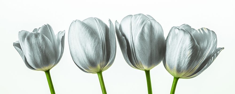 Four tulips art print by Assaf Frank for $57.95 CAD