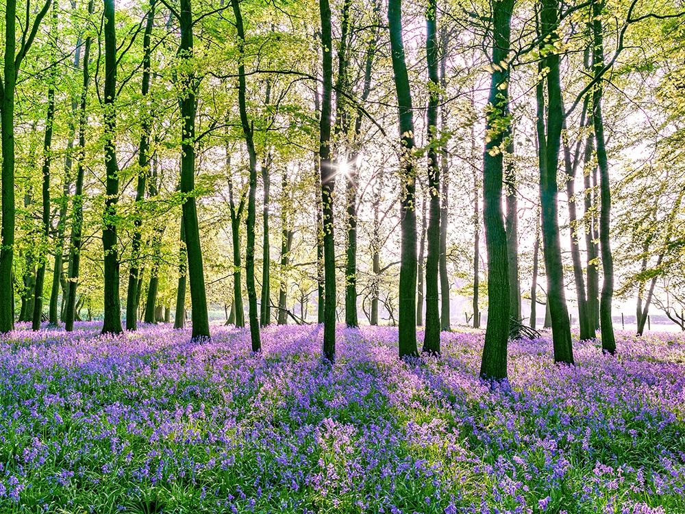 Bluebells covering forest floor art print by Assaf Frank for $57.95 CAD