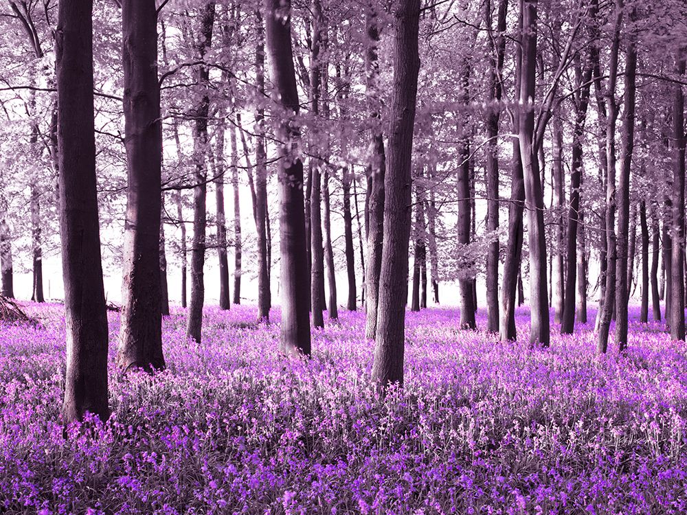 Bluebells covering forest floor art print by Assaf Frank for $57.95 CAD