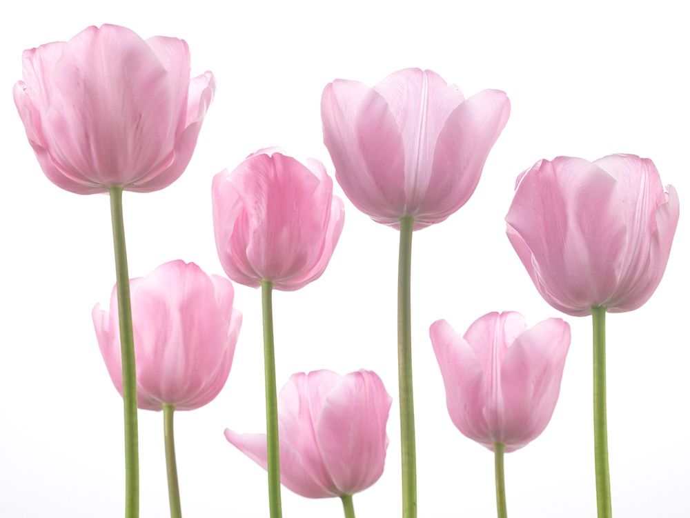 Tulips art print by Assaf Frank for $57.95 CAD