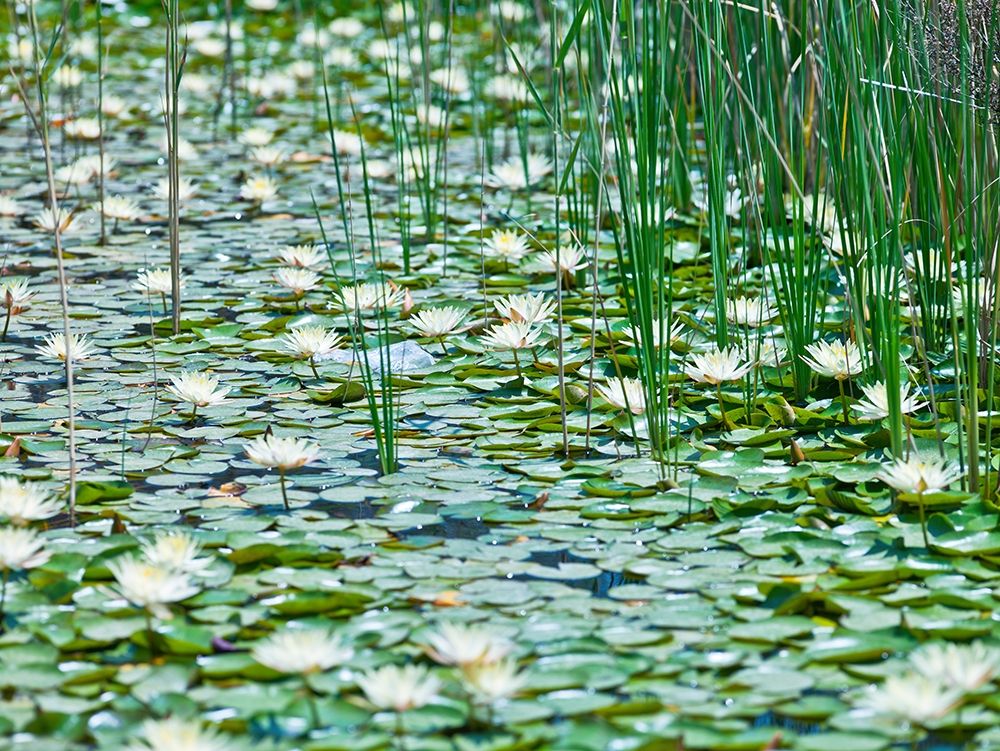 Water Lilies art print by Assaf Frank for $57.95 CAD
