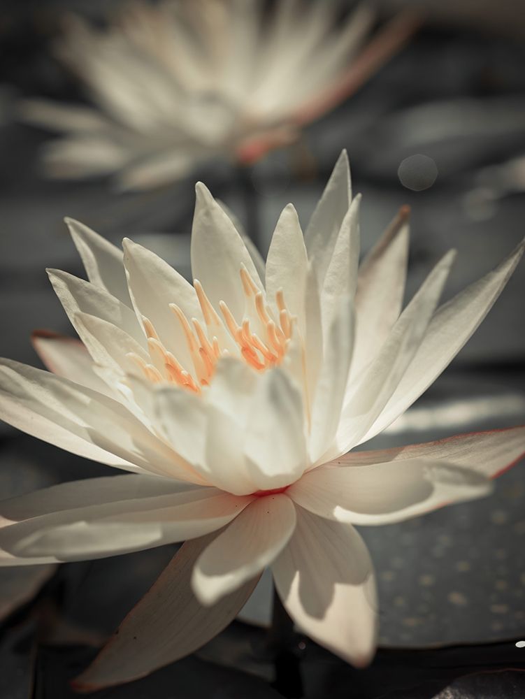 Water Lily art print by Assaf Frank for $57.95 CAD