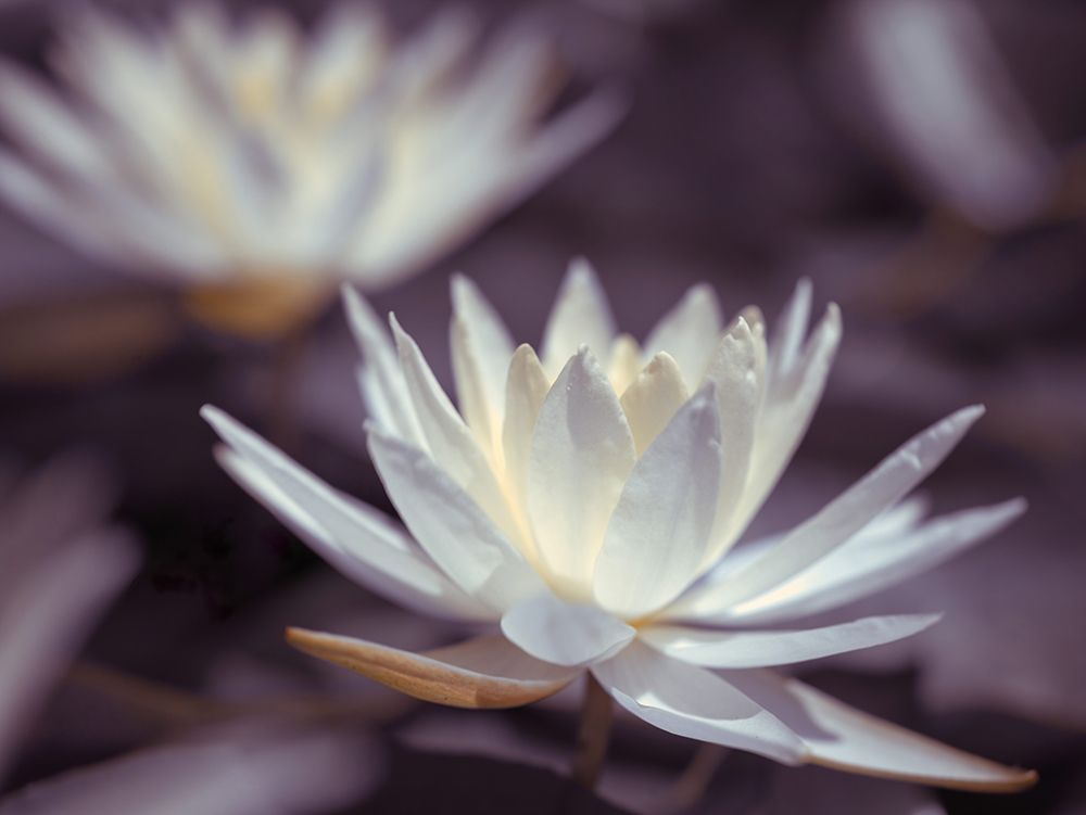 Water Lilies art print by Assaf Frank for $57.95 CAD
