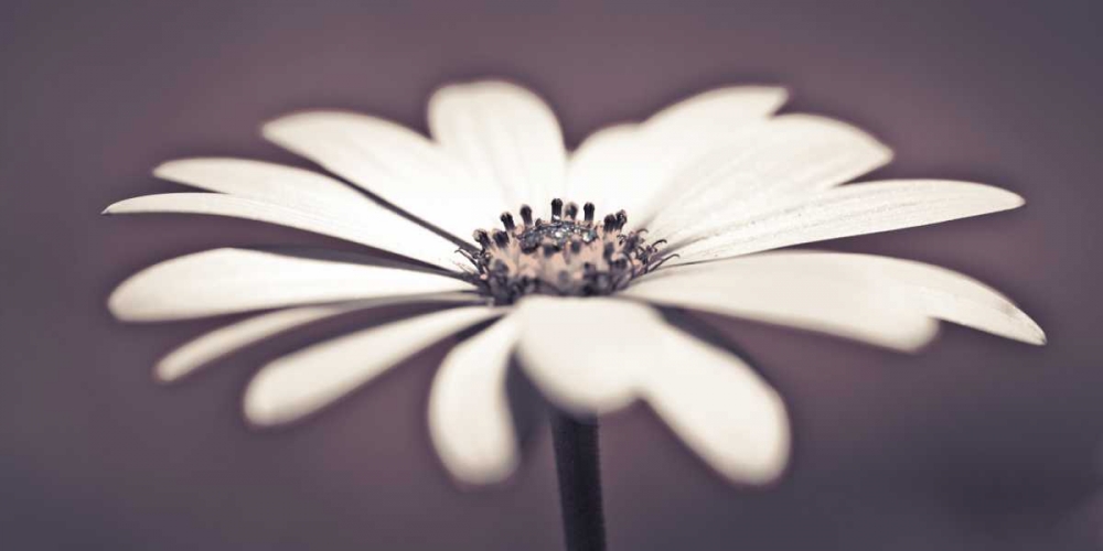 Daisy Flower art print by Assaf Frank for $57.95 CAD
