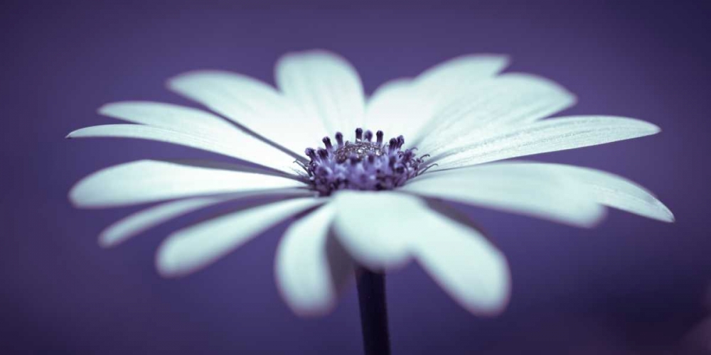 Daisy Flower art print by Assaf Frank for $57.95 CAD