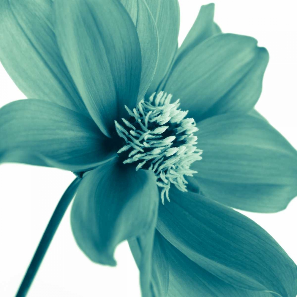 AF20110714 Dahlia 106C11 art print by Assaf Frank for $57.95 CAD