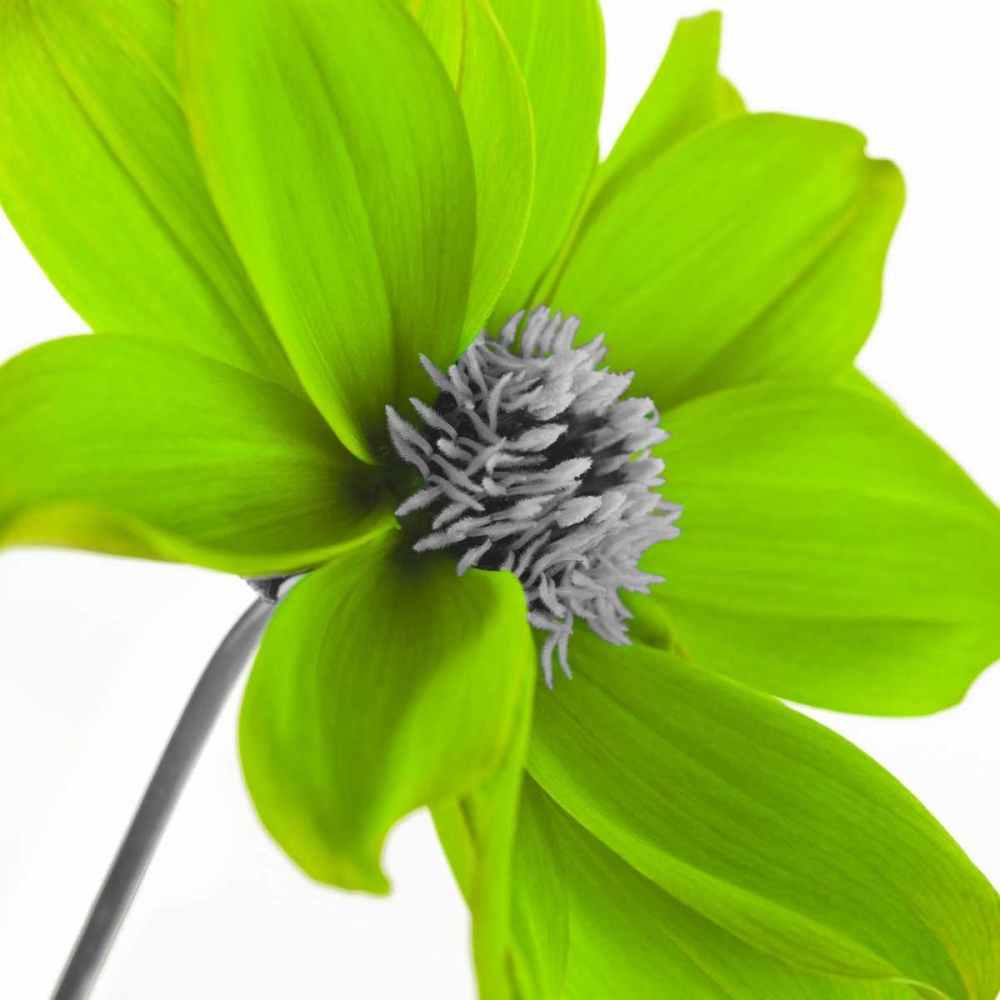 AF20110714 Dahlia 106C15 Green art print by Assaf Frank for $57.95 CAD