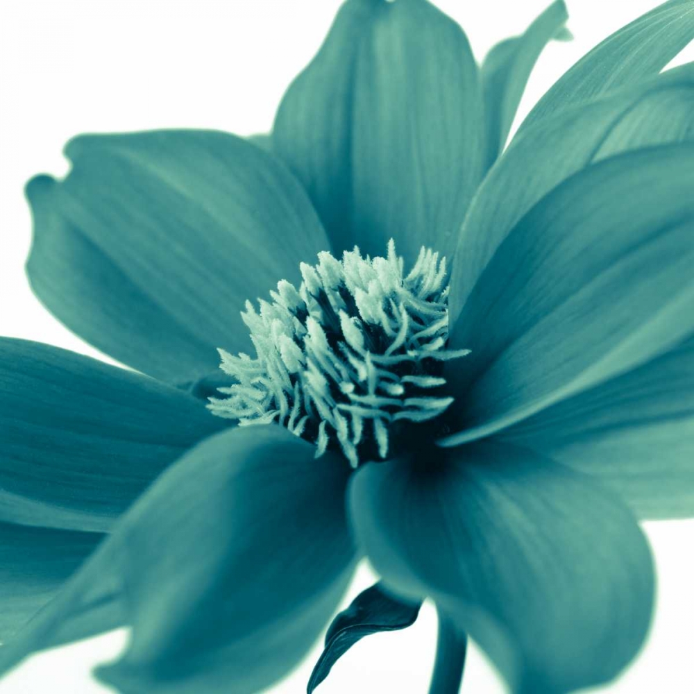 AF20110714 Dahlia 107C06 art print by Assaf Frank for $57.95 CAD