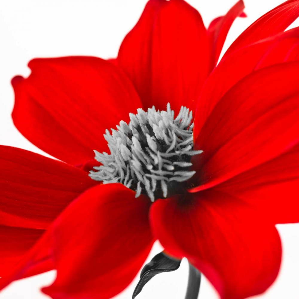AF20110714 Dahlia 107C15 art print by Assaf Frank for $57.95 CAD