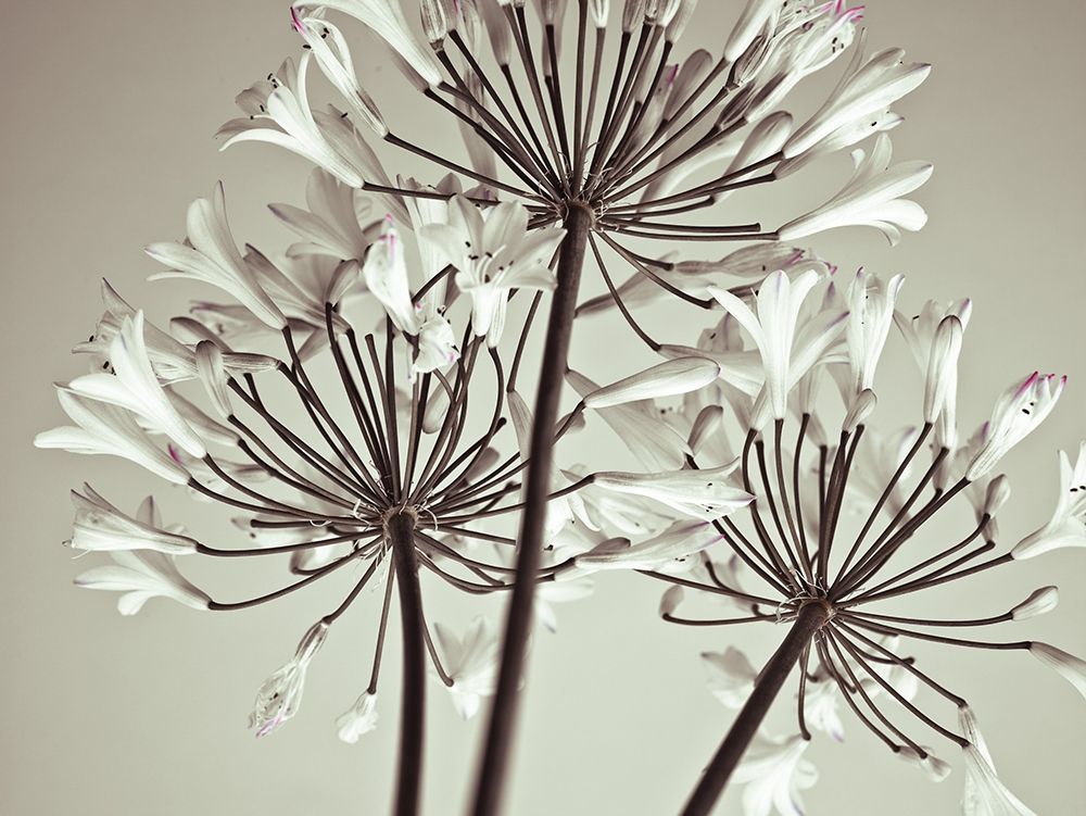 African Lily art print by Assaf Frank for $57.95 CAD
