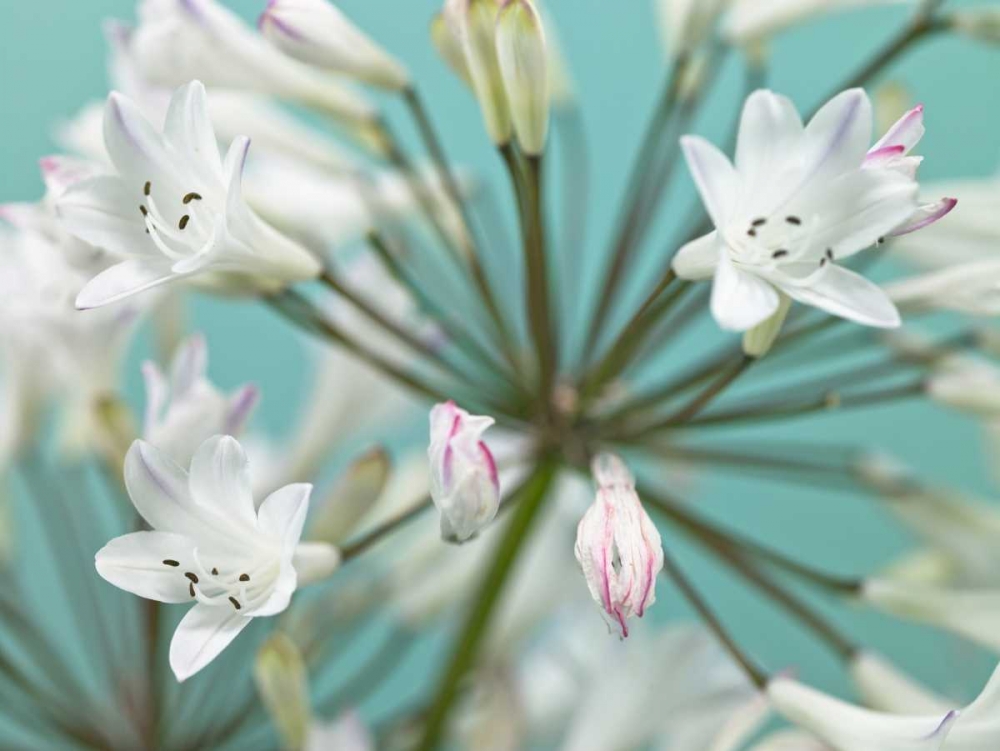 African Lily art print by Assaf Frank for $57.95 CAD