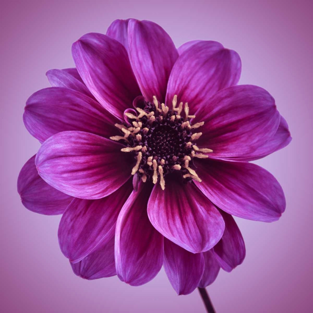 AF20110818 Dahlia 016C13bC01 art print by Assaf Frank for $57.95 CAD