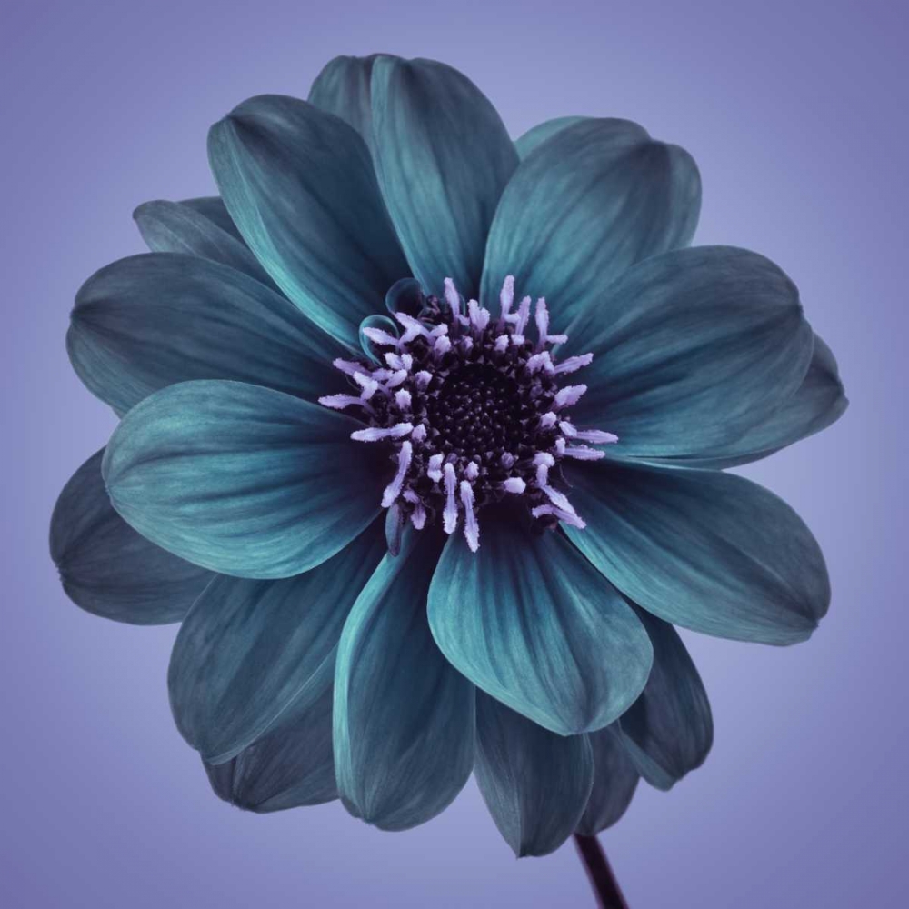 AF20110818 Dahlia 016C19bC01 art print by Assaf Frank for $57.95 CAD