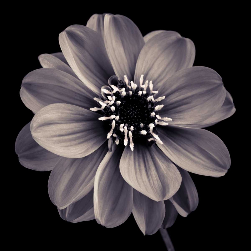 AF20110818 Dahlia 022C20 art print by Assaf Frank for $57.95 CAD