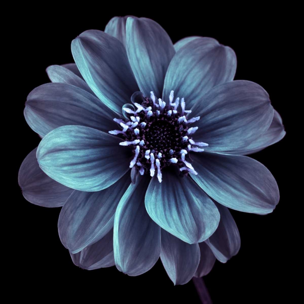 AF20110818 Dahlia 022C21 art print by Assaf Frank for $57.95 CAD